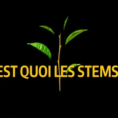 Une jeune pousse verte aux feuilles éclatantes, avec le texte "C'EST QUOI LES STEMS??". Le sens des tiges est exploré.