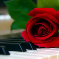 Une rose rouge sur des touches de piano, évoquant la beauté intemporelle de la musique classique piano connue.