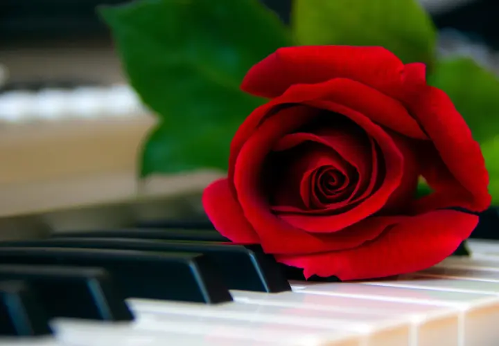 Une rose rouge sur des touches de piano, évoquant la beauté intemporelle de la musique classique piano connue.