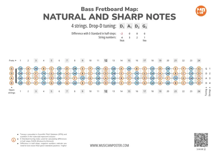 Carte du manche de basse montrant les notes naturelles et dièses. Idéal pour apprendre les notes basse.
