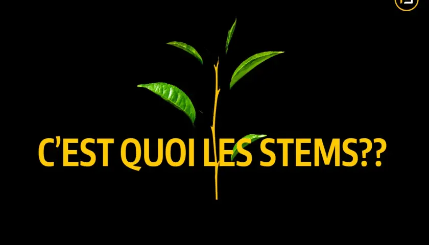 Une jeune pousse verte aux feuilles éclatantes, avec le texte "C'EST QUOI LES STEMS??". Le sens des tiges est exploré.