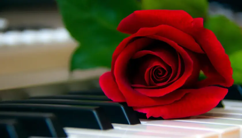 Une rose rouge sur des touches de piano, évoquant la beauté intemporelle de la musique classique piano connue.