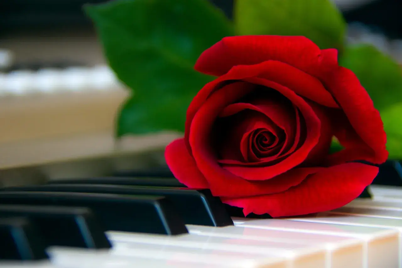 Une rose rouge sur des touches de piano, évoquant la beauté intemporelle de la musique classique piano connue.