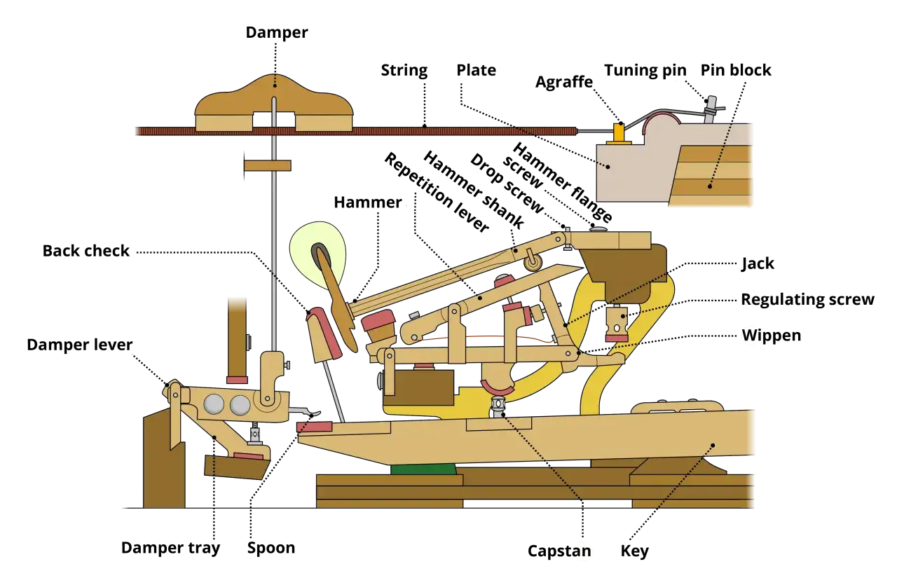 Sch&eacute;ma d&eacute;taill&eacute; du m&eacute;canisme d'un piano, montrant comment fonctionne un piano : marteaux frappant les cordes, &eacute;touffoirs, leviers et autres pi&egrave;ces.