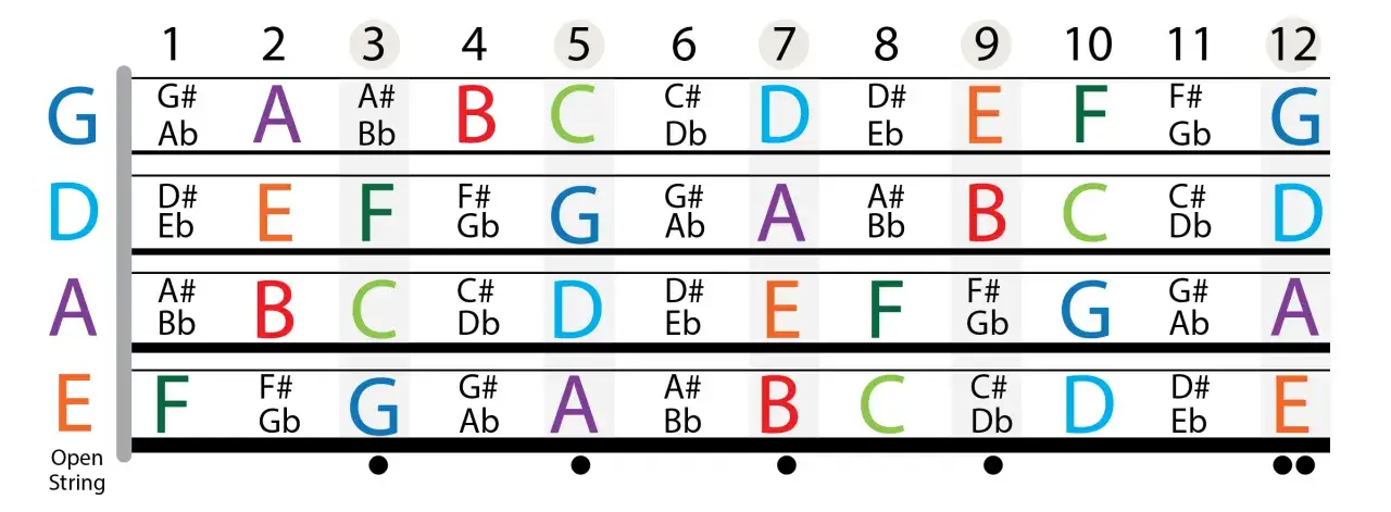 Tableau des notes sur le manche d'une guitare, montrant les positions des frettes 1 &agrave; 12 pour les cordes G, D, A, E. Id&eacute;al pour apprendre le manche basse.